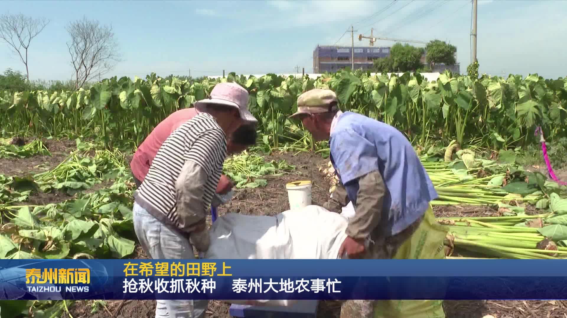 在希望的田野上  抢秋收抓秋种 泰州大地农事忙